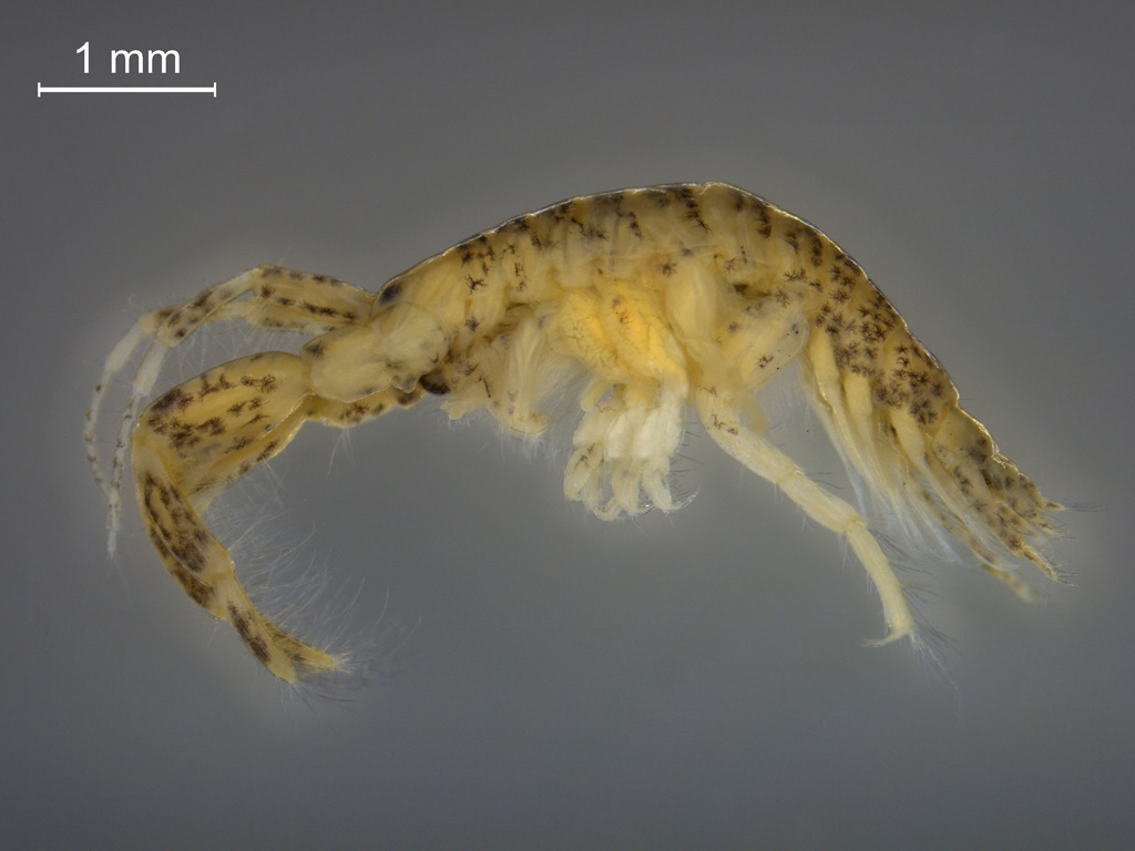 Chelicorophium curvispinum